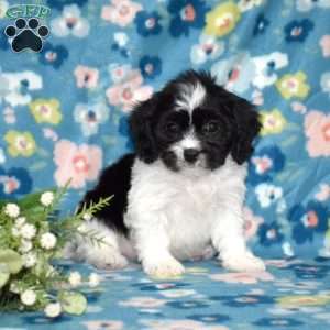 Tux, Cavachon Puppy